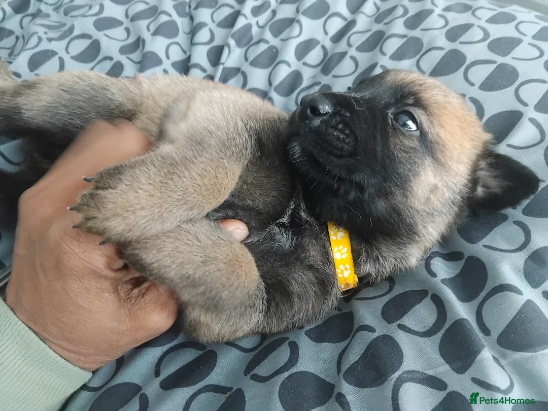 German Shepherd dogs for sale: German shepherd Puppies - Advert 5