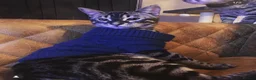 Bengal cats for sale: Bengals for sale  in Wigan - Advert 6