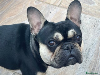 French Bulldog dogs 18 months old Black and tanned French bulldog in Dunstable - Advert 1