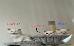 Mixed Breed cats for sale: 3 beautiful kittens available  - Advert 3