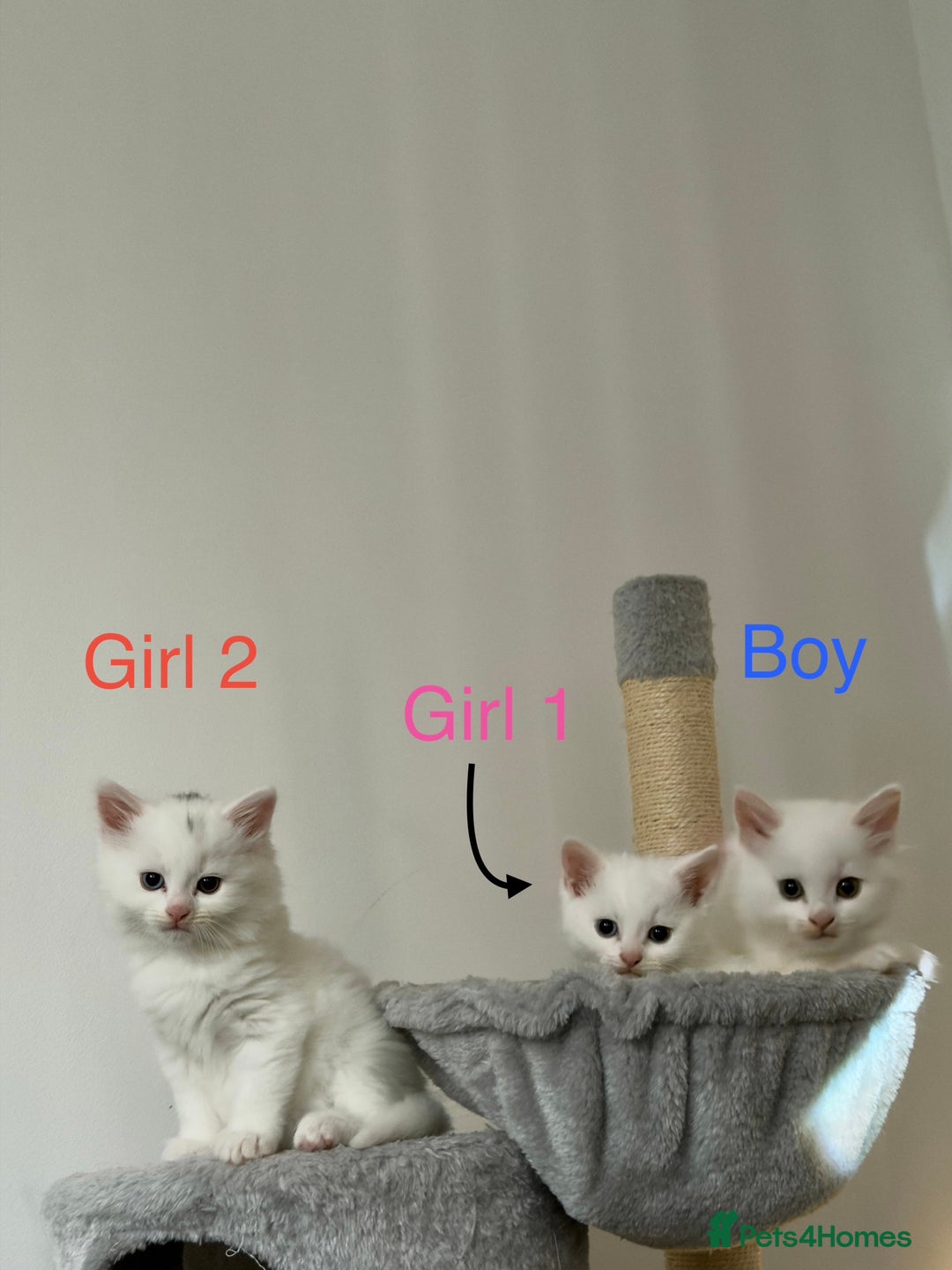 Mixed Breed cats for sale: 3 beautiful kittens available  - Advert 3