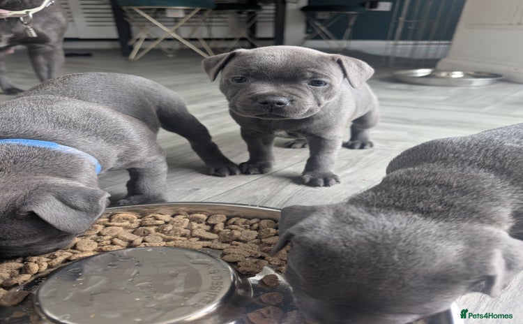 Staffordshire Bull Terrier dogs - Advert 1