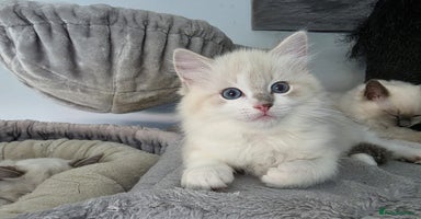 Ragdoll cats - Advert 7