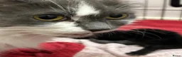 Mixed Breed cats for sale: Two beautiful black kittens  in Glasgow - Advert 3