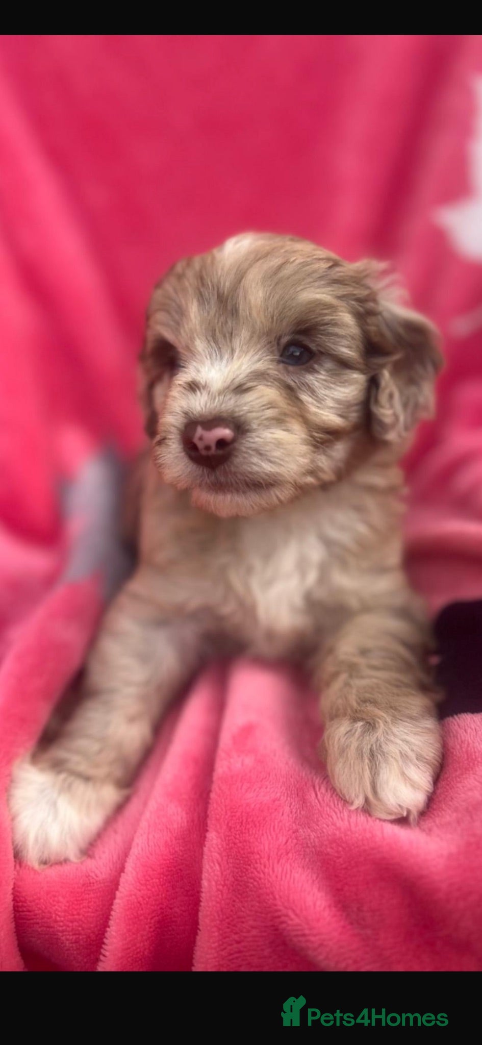 Cockapoo dogs Cockerpoos F1’s, Beautiful Merle coloured pups  - Advert 1