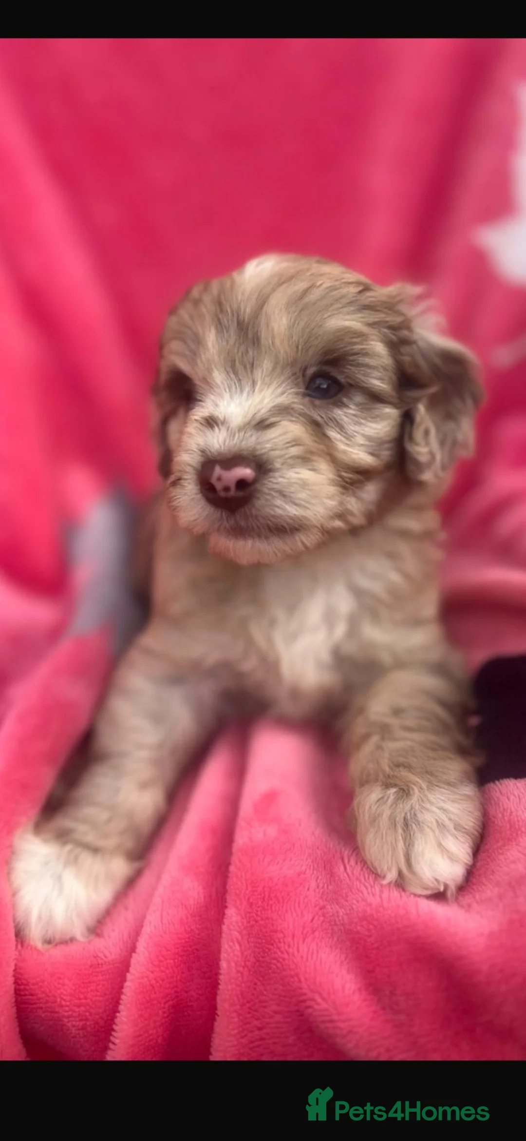 Cockapoo dogs for sale: Cockerpoos F1’s, Beautiful Merle coloured pups  - Advert 1