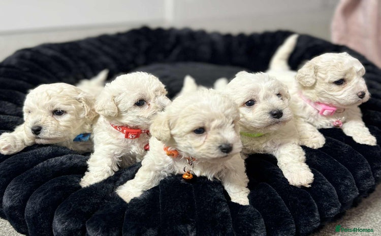 Bichon Frise dogs - Advert 7