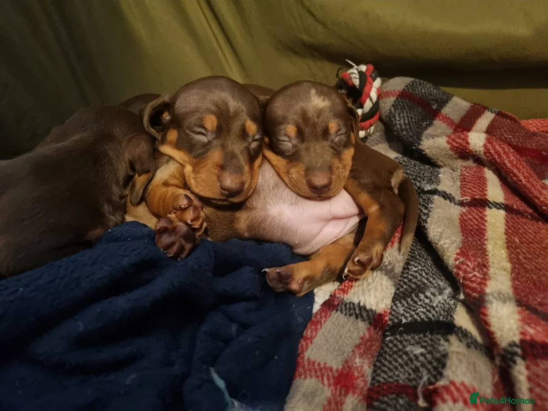 Miniature Dachshund dogs for stud: 🔥For stud proven miniature dachshund🔥   in Windsor - Advert 24