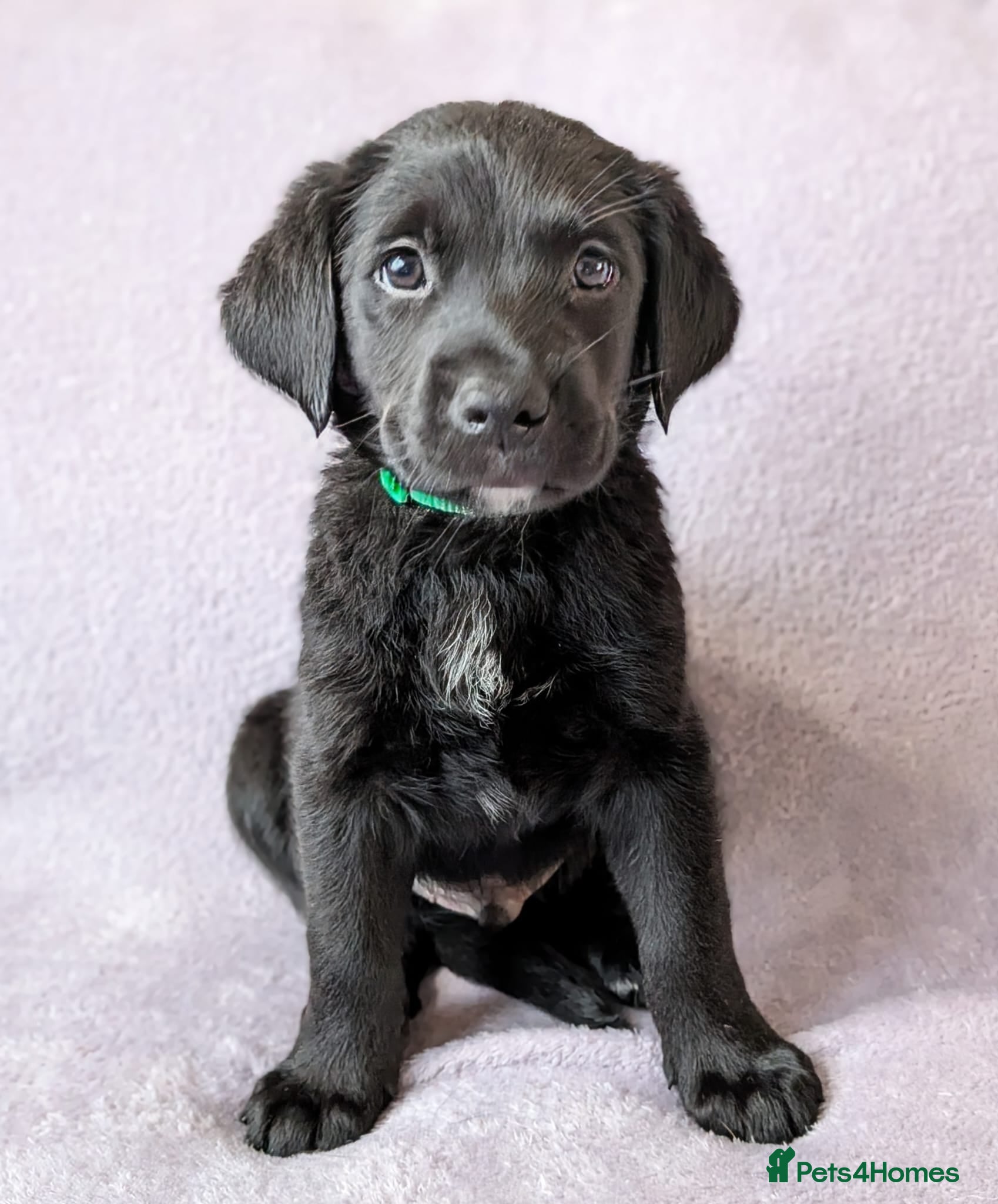 Mixed Breed dogs Golden Mountain Dogs (Golden Retriever X Swissy) - Advert 1