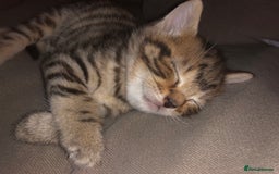 Bombay cats for sale: 3 little boy kittens - Image 3