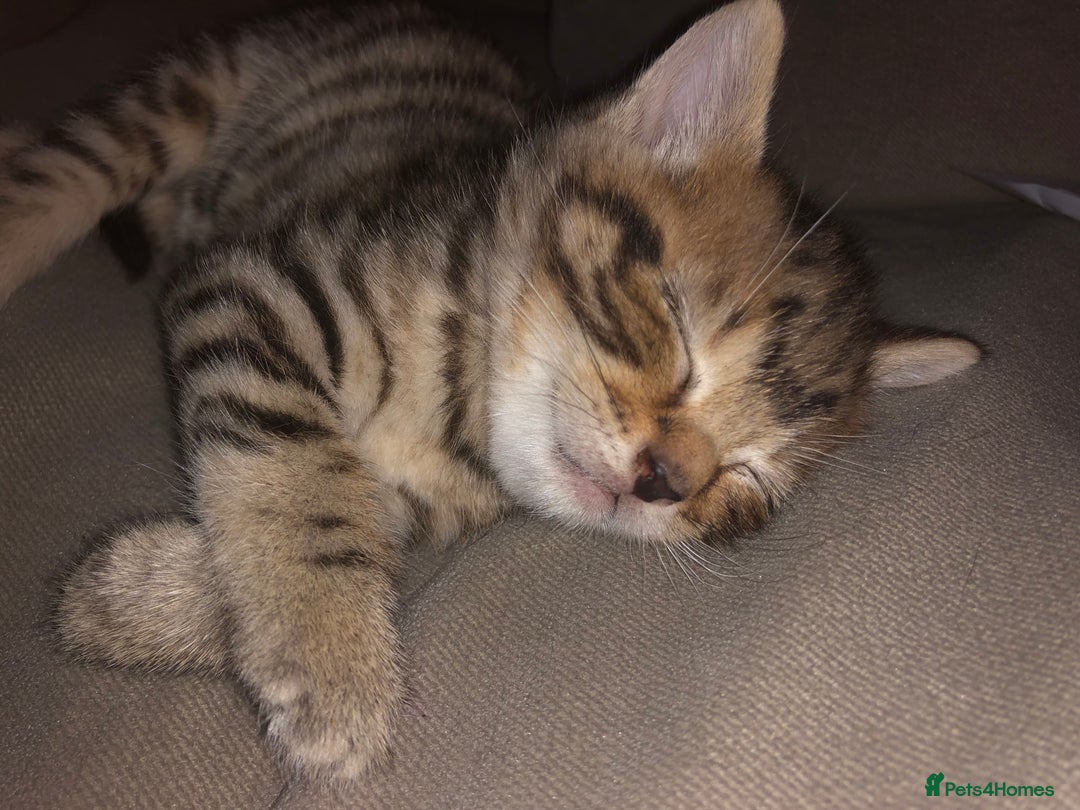 Bombay cats for sale: 3 little boy kittens - Image 3