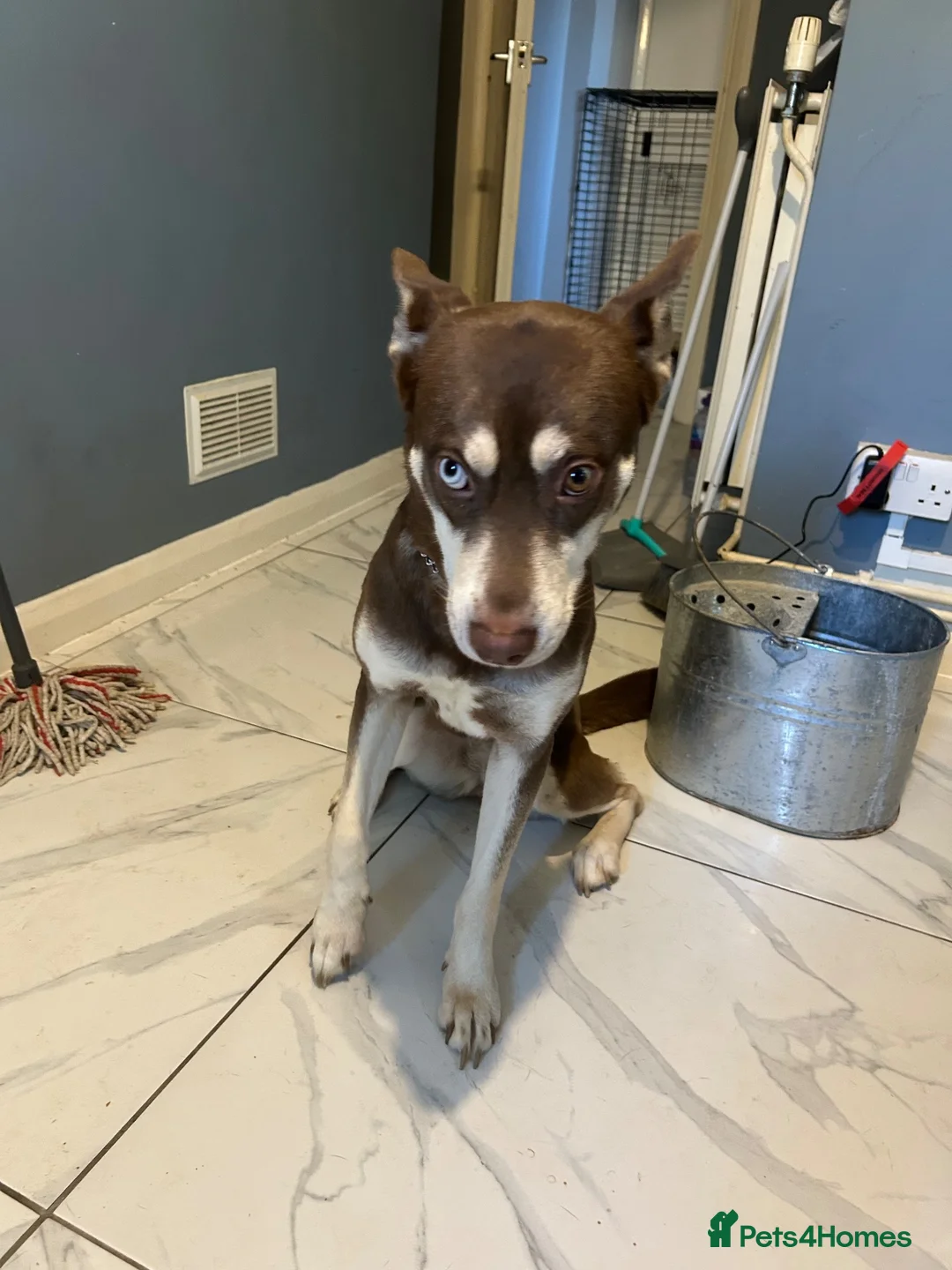 Mixed Breed dogs for sale: Husky X Staffy Unique Dog - Advert 8
