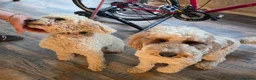 Labradoodle dogs for stud: Mr Lover Lover -"Bandit" Stunning Mini Doodle STUD - Advert 3