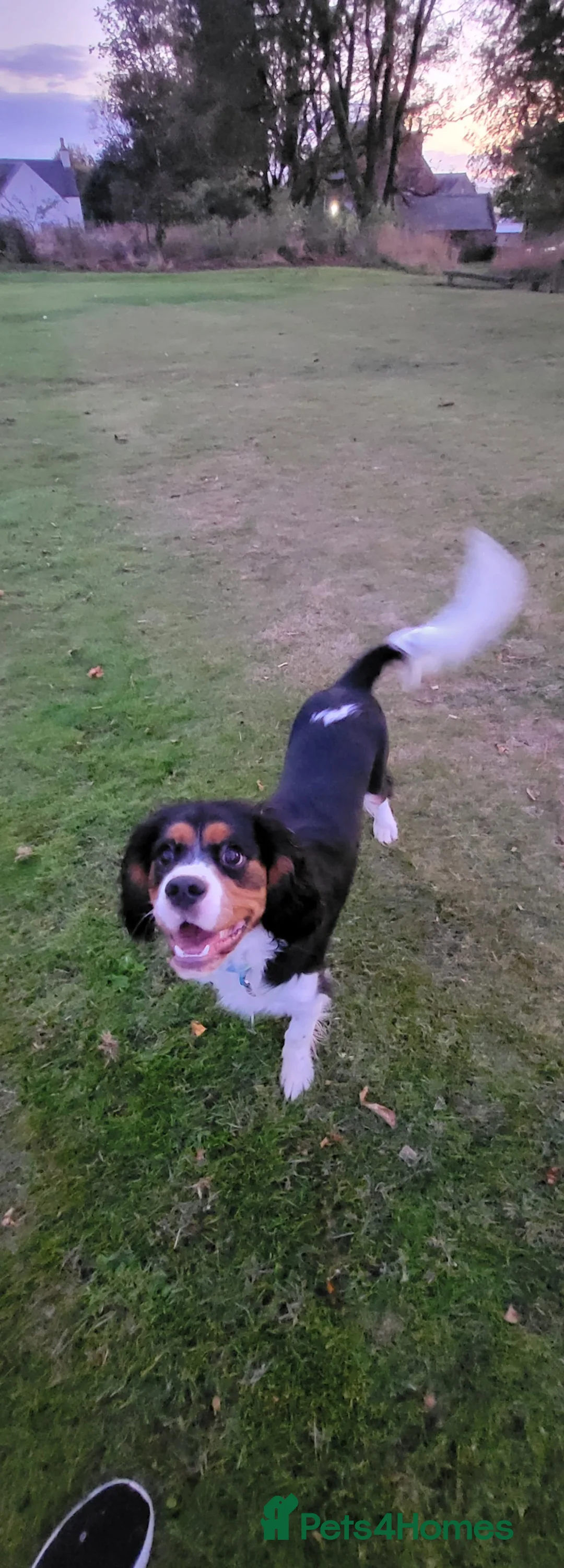 Mixed Breed dogs for sale: Beautiful king charles x pringer spaniel  - Advert 2