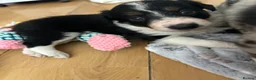 Border Collie dogs for sale: Border collie puppies  - Advert 4