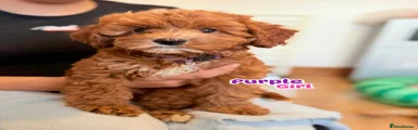 Cockapoo 7