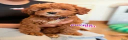 Cockapoo dogs for sale: F1B Cockapoo puppies - Health checked - Ready.  - Advert 12