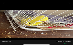 Budgerigars birds for sale: Hand tamed budgie  - Image 2