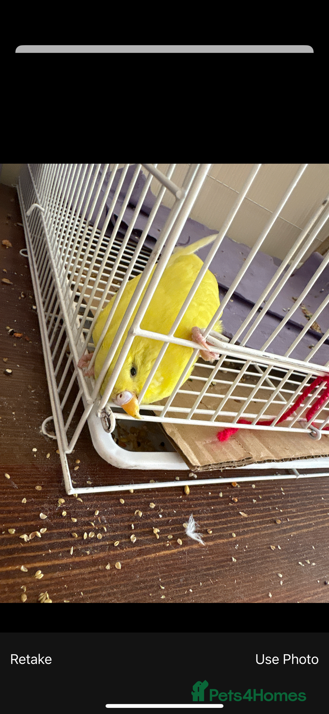 Budgerigars birds for sale: Hand tamed budgie  - Image 2