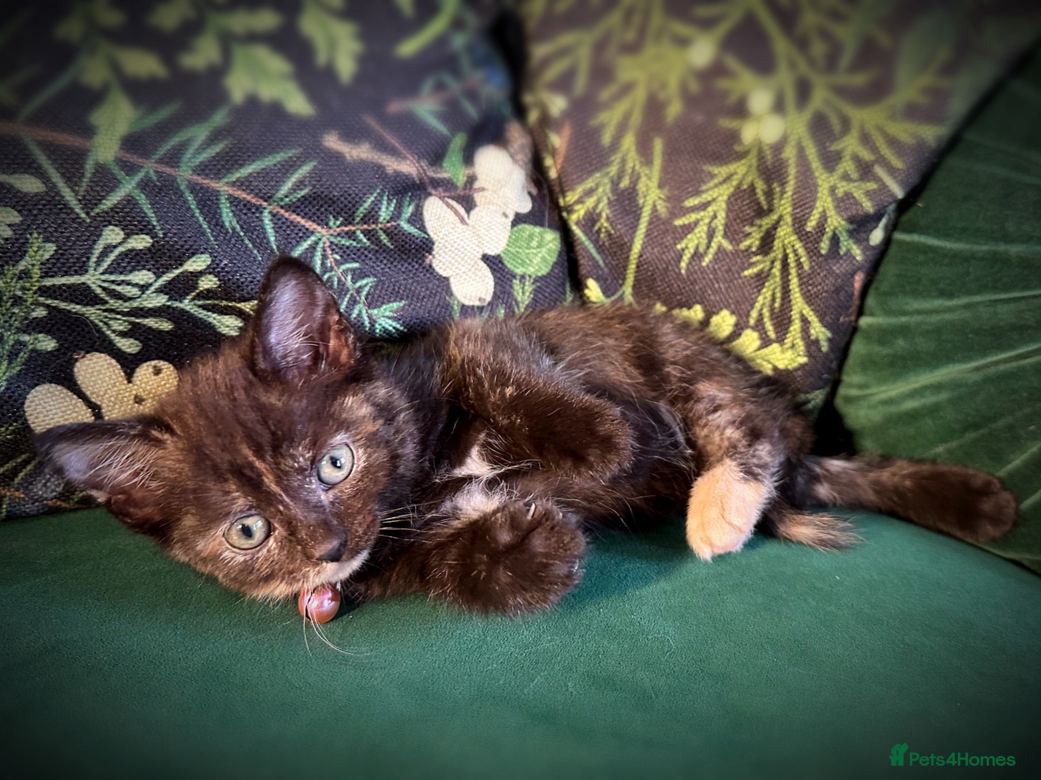Mixed Breed cats 9 beautiful friendly kittens - Advert 2