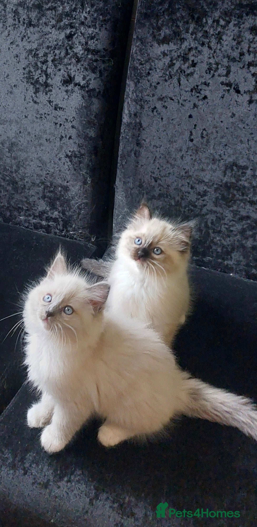 Ragdoll cats for sale: Beautiful and adorable rag dolls. 🐱🐱🐱🐱 - Image 4