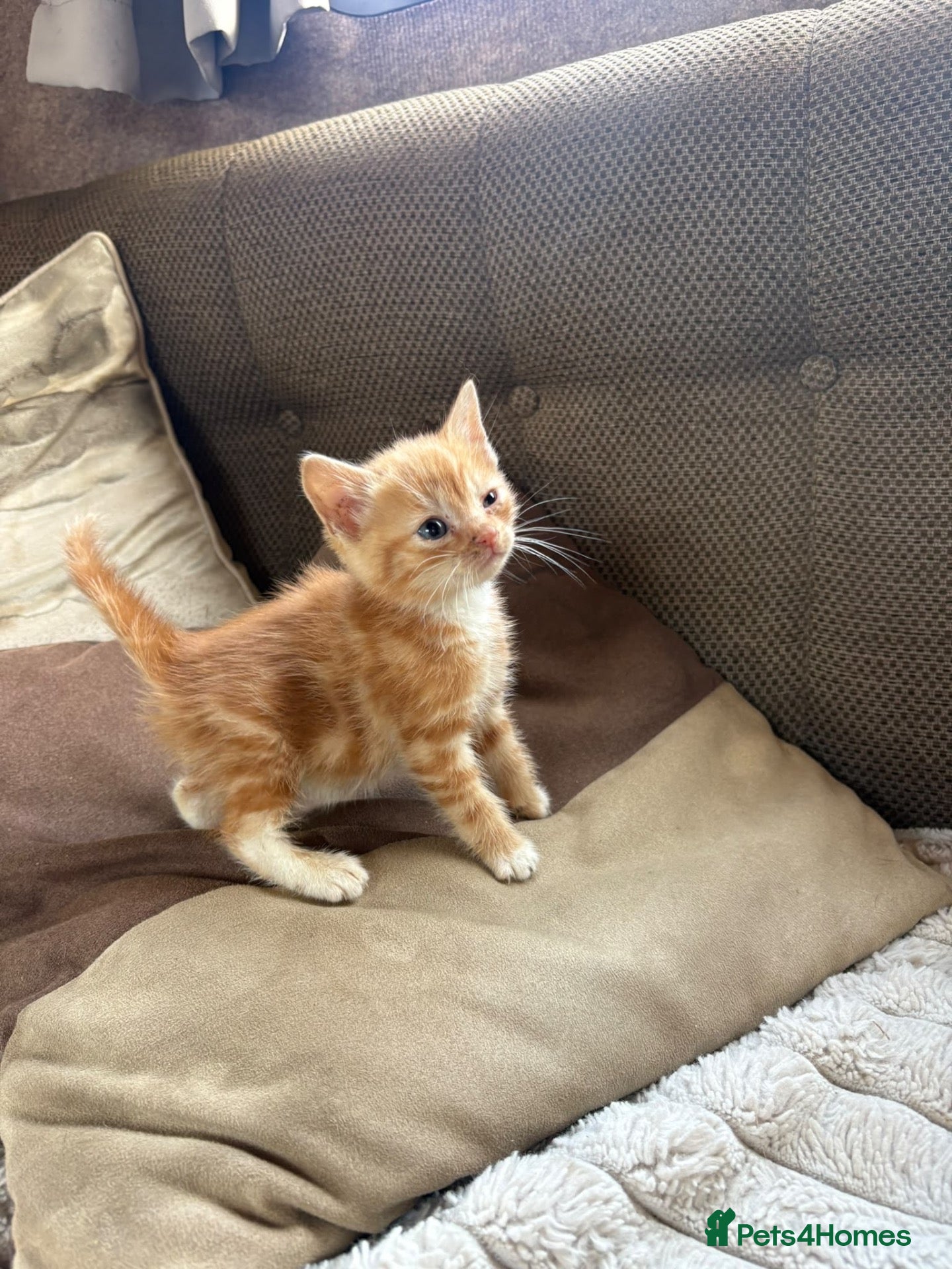 Mixed Breed cats Beautiful kittens - Advert 1