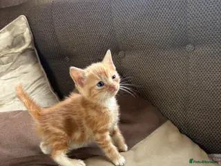 Mixed Breed cats Beautiful kittens - Advert 1