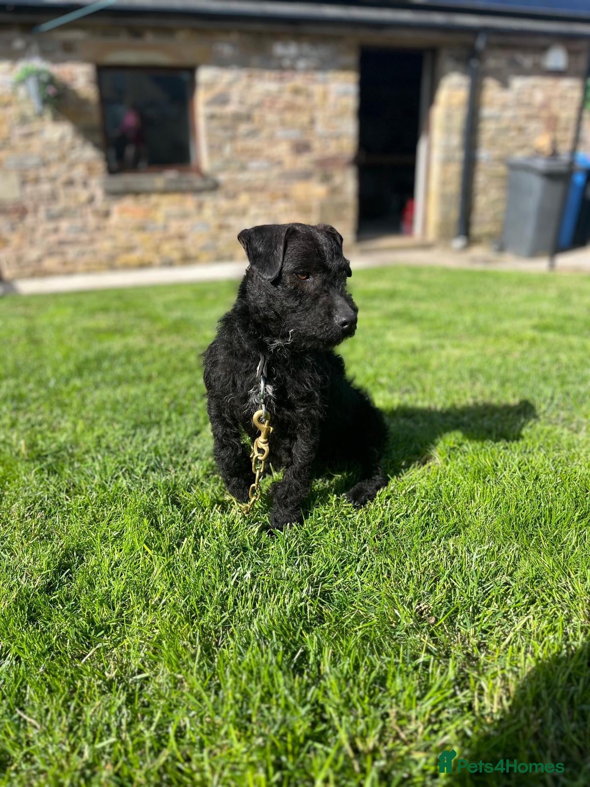 Patterdale Terrier dogs Patterdale cross Lakeland  - Advert 18