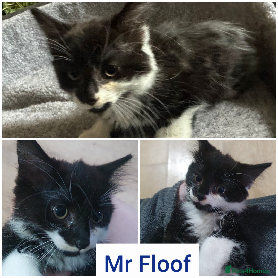 Mixed Breed cats for sale: Fluffy and short haired bundles of joy - Image 6