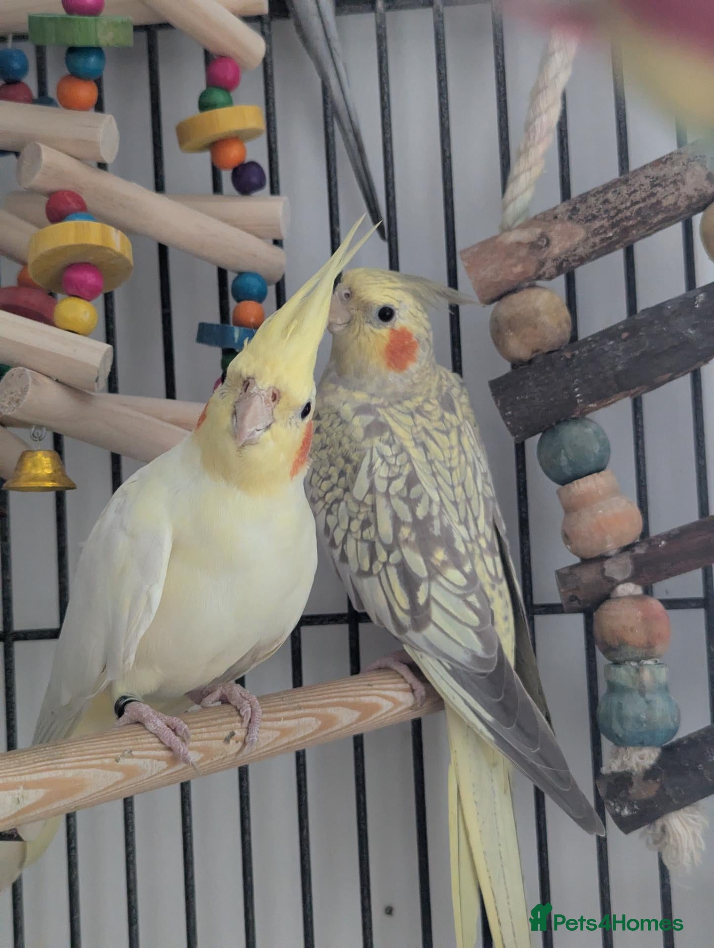 Cockatiels birds John cockatiels - Advert 1