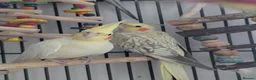 Cockatiels birds for sale: John cockatiels - Advert 1