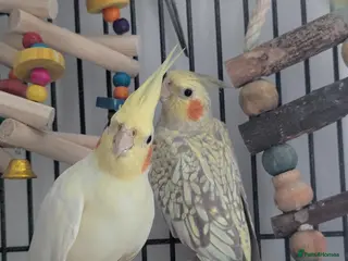 Cockatiels birds John cockatiels - Advert 1