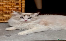 Ragdoll cats for sale: Beautiful Ragdoll gccf registered - Image 19
