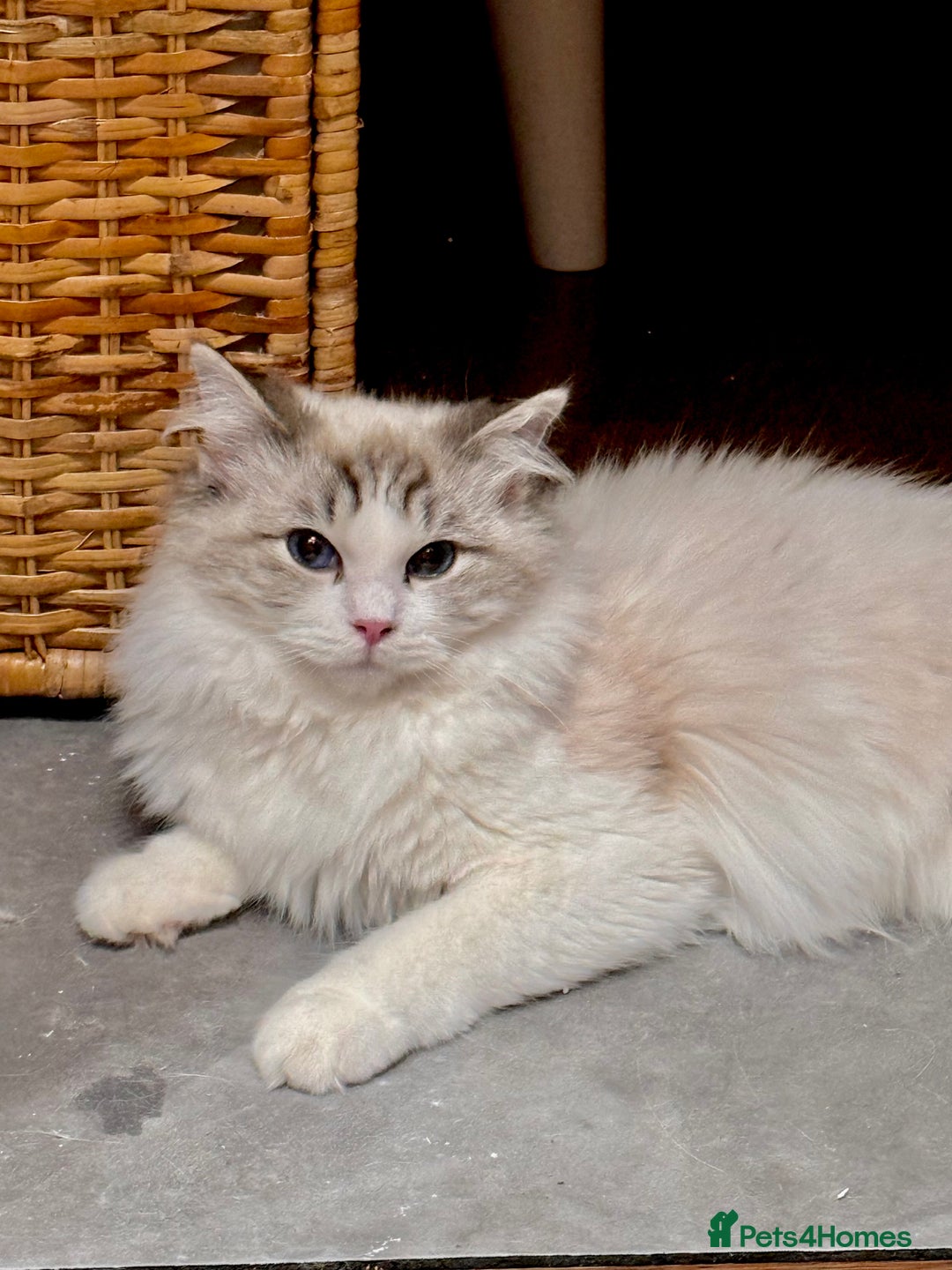 Ragdoll cats for sale: Beautiful Ragdoll gccf registered - Image 19