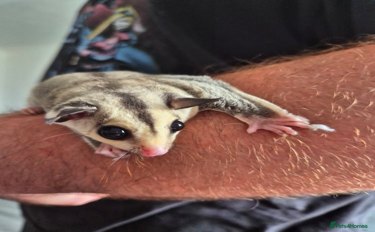 Sugar Glider rodents - Advert 6