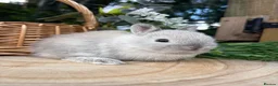 Netherland Dwarf rabbits for sale: Pure bred vaccinated* Netherland Dwarfs  - Advert 21