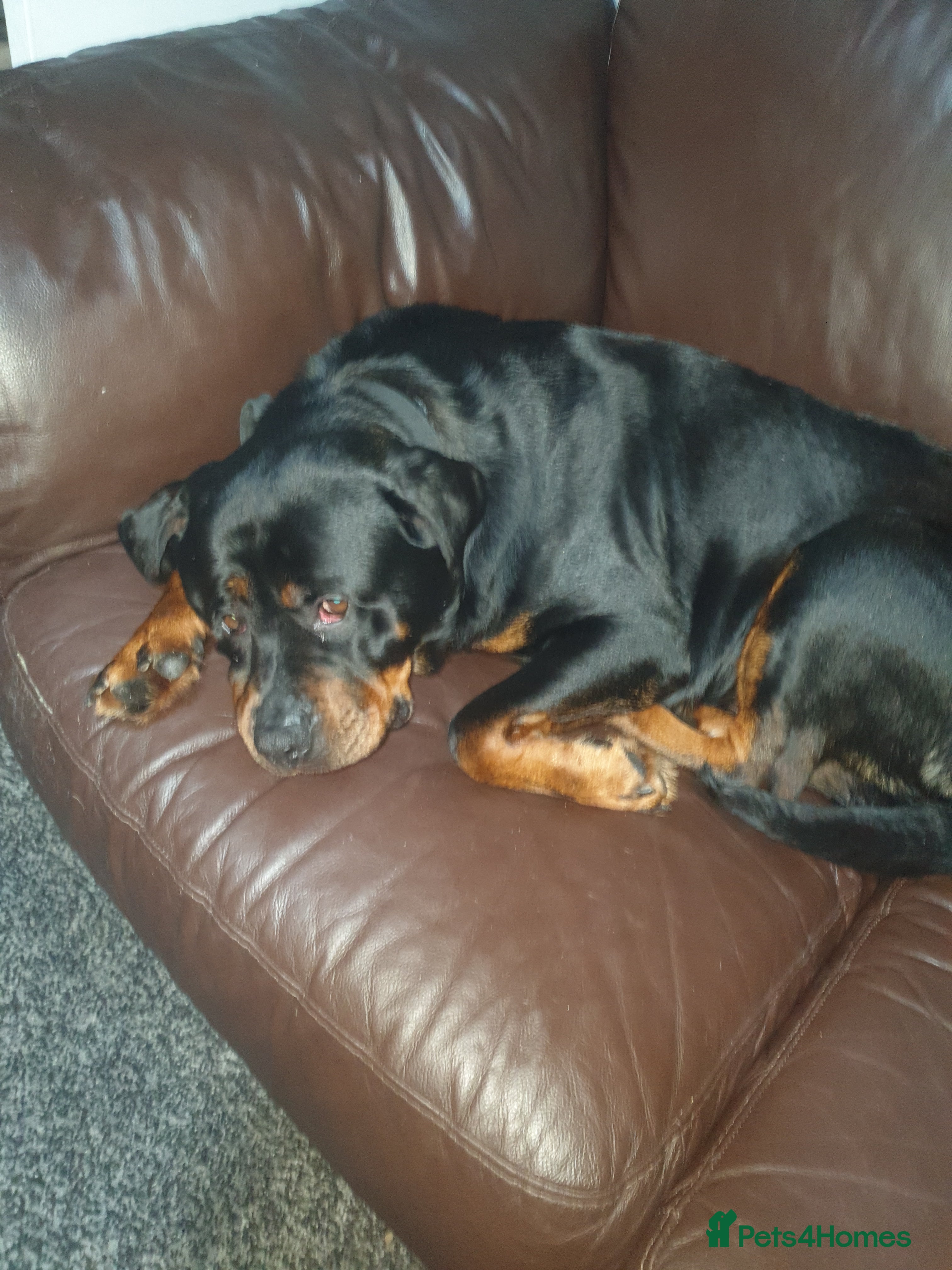 Rottweiler dogs Female rottweiler  - Advert 3