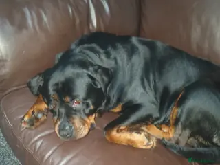 Rottweiler dogs Female rottweiler - Advert 3