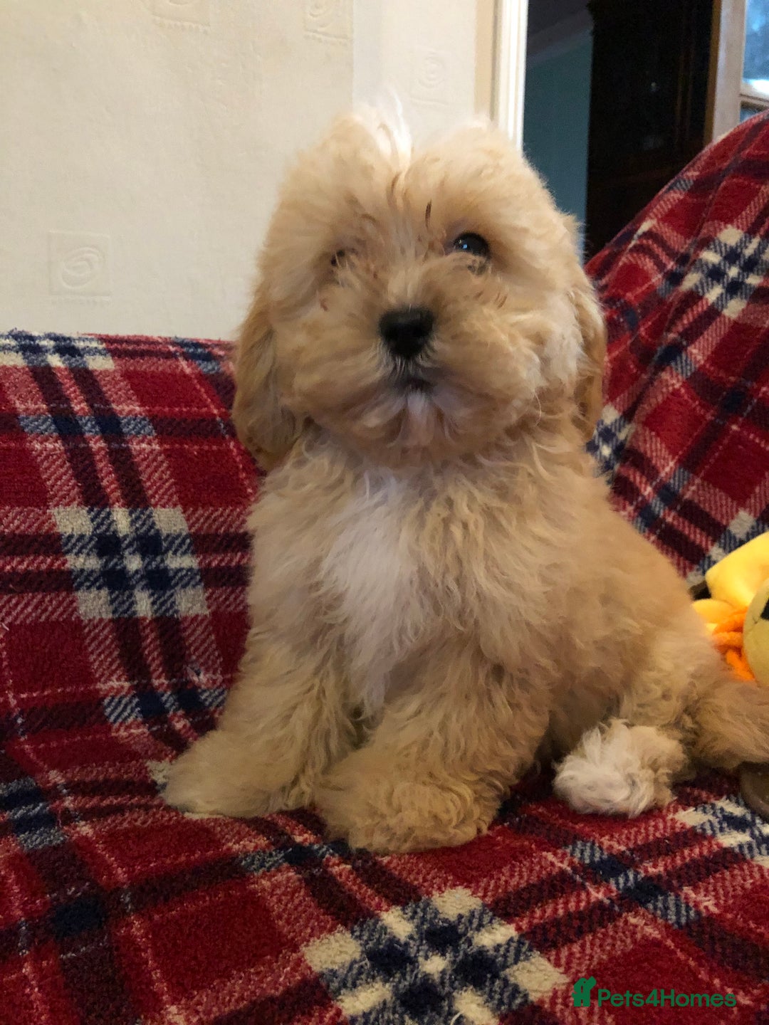 Shihpoo dogs for sale: shihpoo puppies for sale  - Advert 13