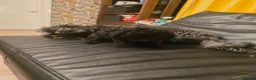 Chipoo dogs for sale: 🐾 Beautiful Chipoo × Micro Asian Poodle Puppies🐾 - Advert 22