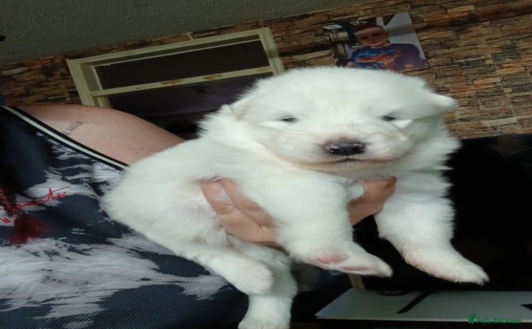 Samoyed dogs - Advert 2