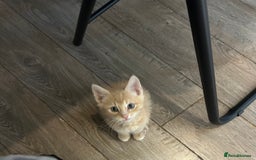 British Shorthair cats for sale: Golden British short hair kitten  - Image 4