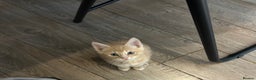 British Shorthair cats for sale: Golden British short hair kitten  - Advert 4
