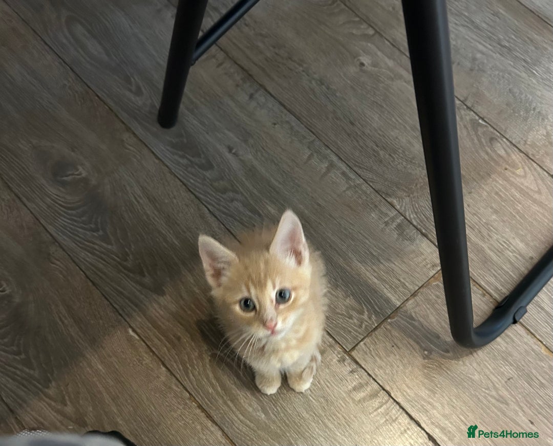 British Shorthair cats for sale: Golden British short hair kitten  - Image 4