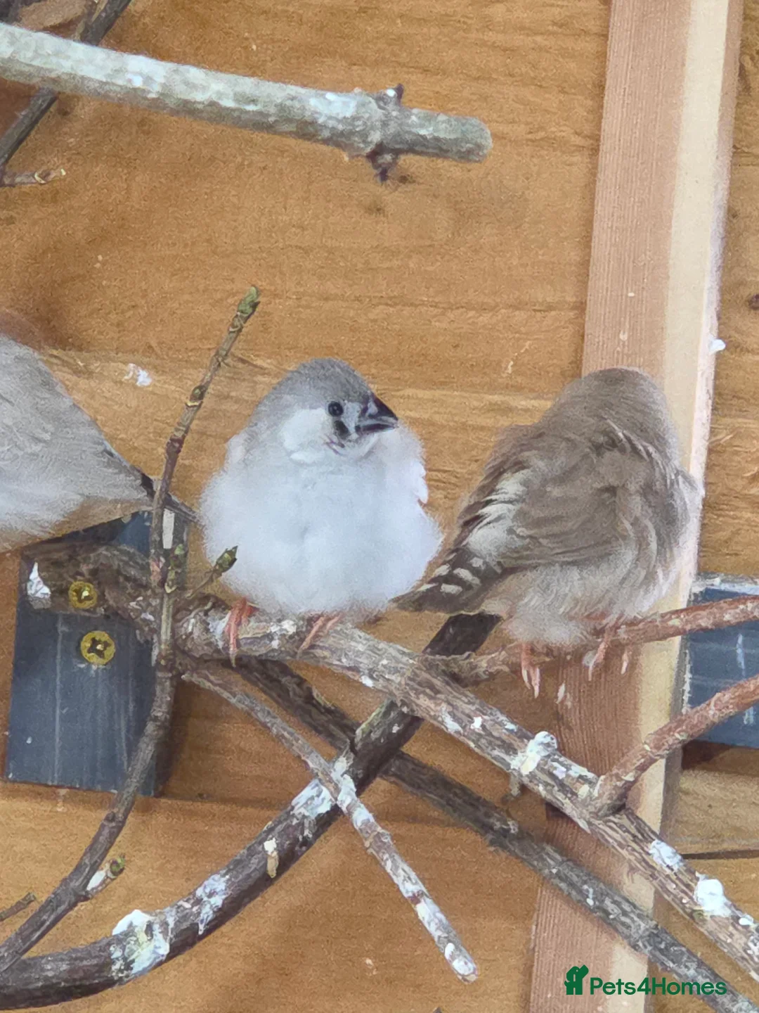 Finches birds for sale: Mixed aviary and indoor breed Zebra finches - Advert 7