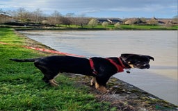 Rottweiler dogs for stud: Rottweiler cross for stud - Image 8
