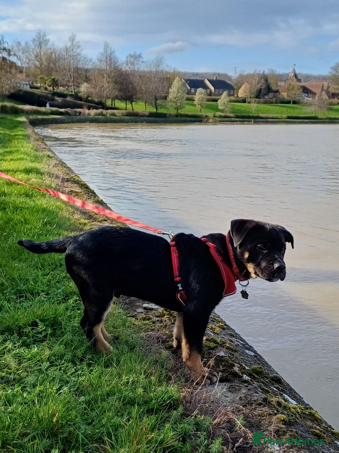 Rottweiler dogs for stud: Rottweiler cross for stud - Image 8
