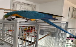 Macaws birds for sale: Blue and gold macaw 5 years old  - Image 11