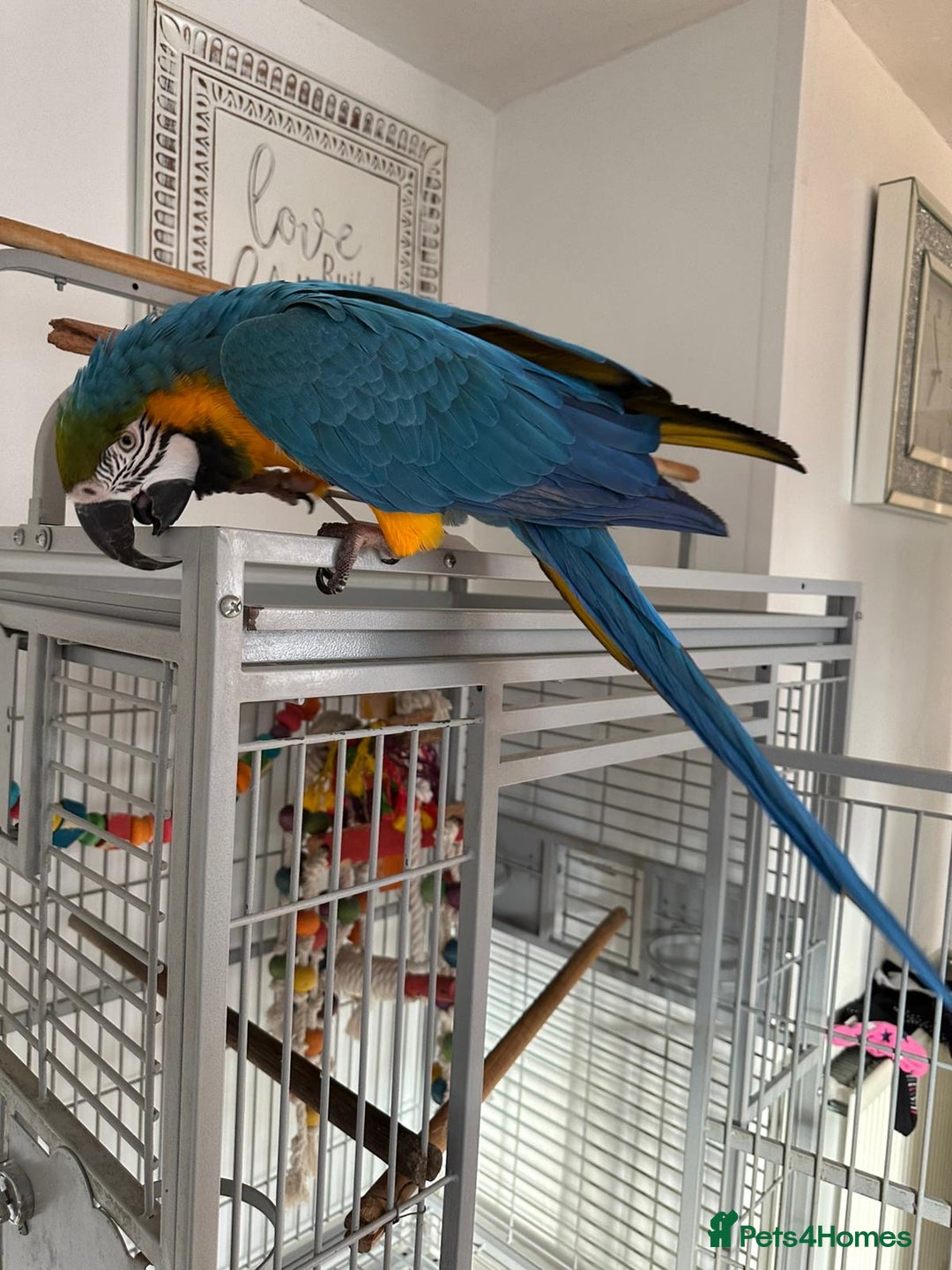 Macaws birds for sale: Blue and gold macaw 5 years old  - Image 11
