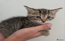 Mixed Breed cats for sale: Mix Bread Kittens - Image 9